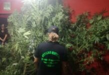 Carnicería tenía un vivero de Marihuana: Cayeron «Los Braian» del «Bosque Encantado»