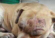 Denuncia que su vecino atacó a machetazos a su perro