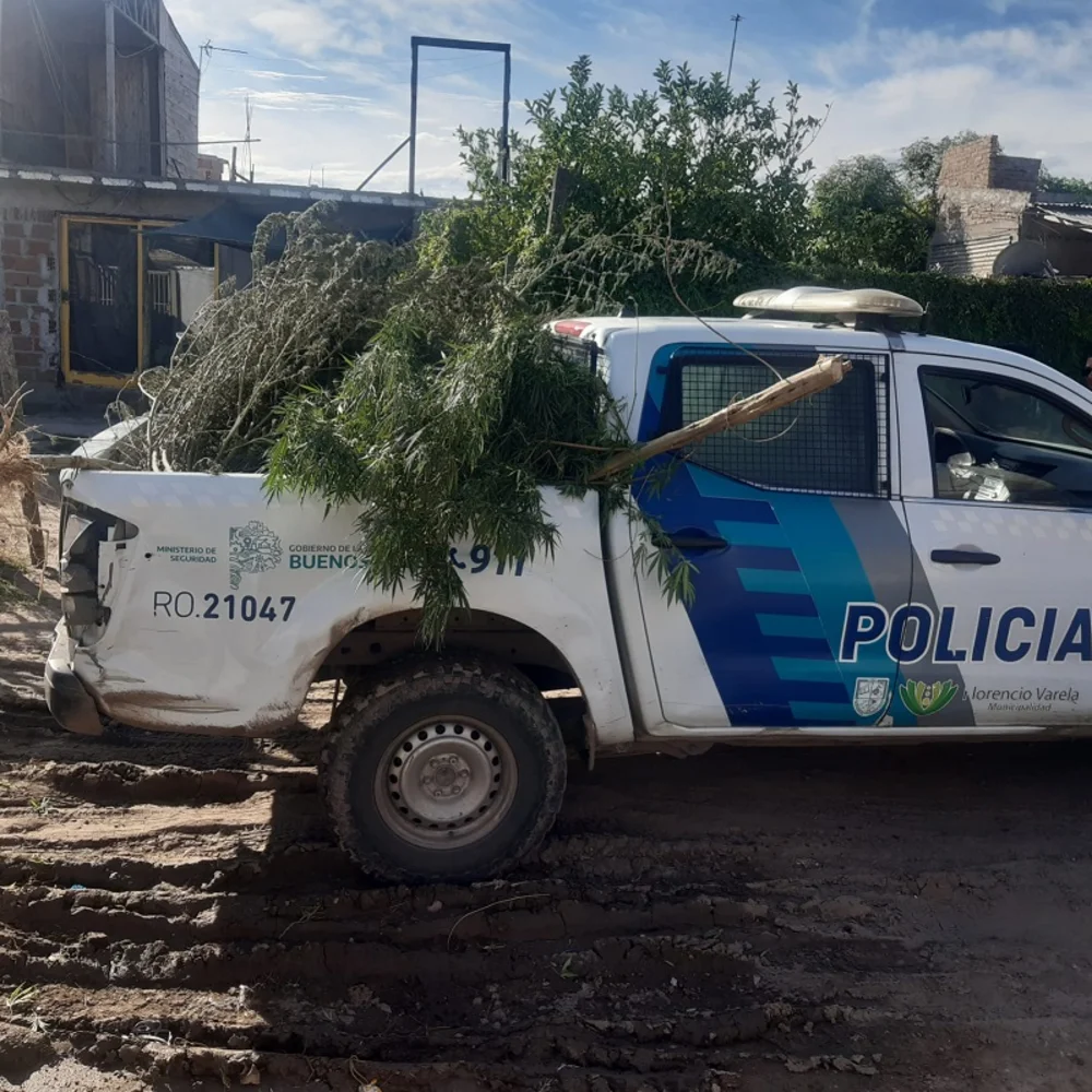 La policía secuestró 6 plantas de marihuana