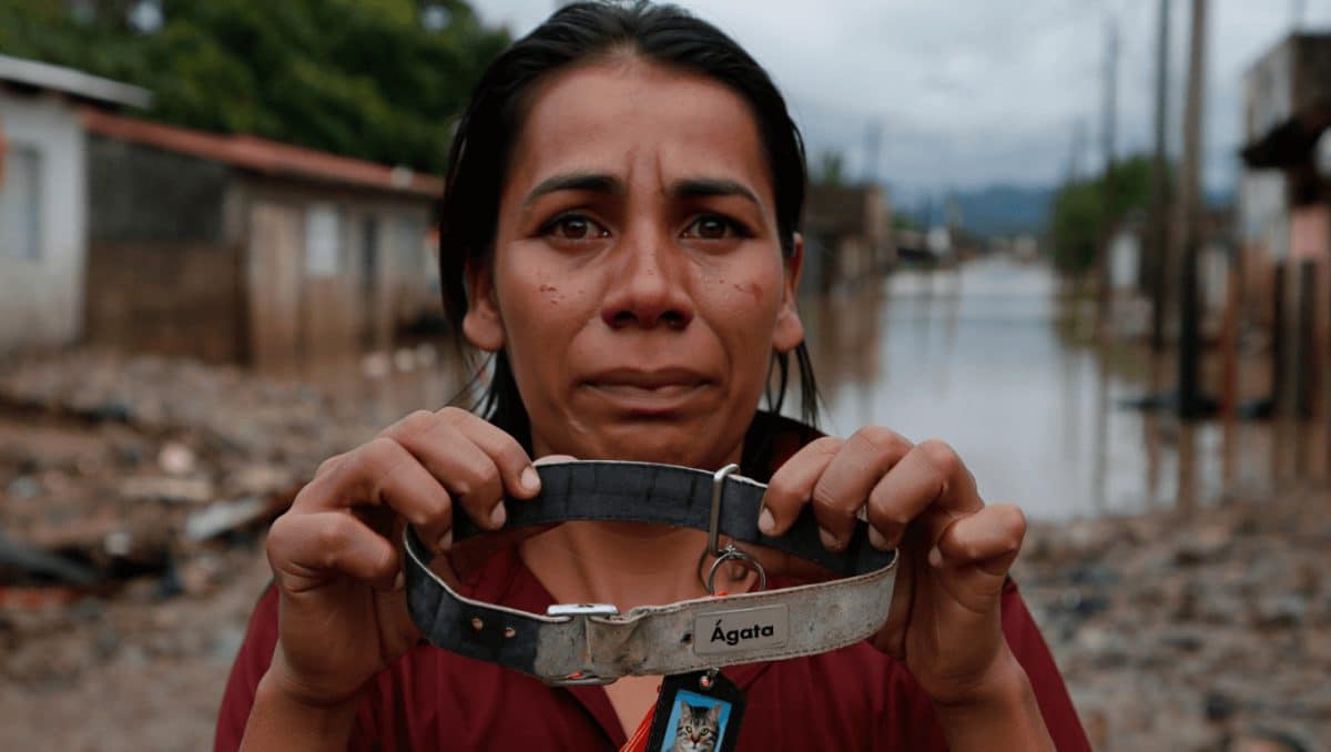 Ágata, la gatita que sigue perdida tras la histórica inundación en Bahía Blanca: “Es mi nena”