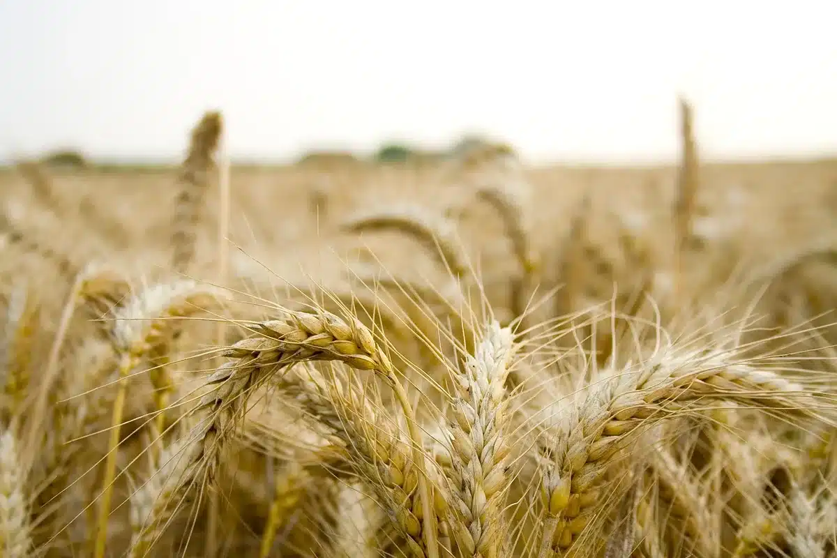 Cultivos da&ntilde;ados por sequ&iacute;a e inundaciones en campos agr&iacute;colas