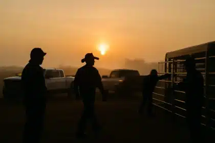 Ganado en alza: venta de una jaula alcanza para comprar dos camionetas, dice el presidente de Angus