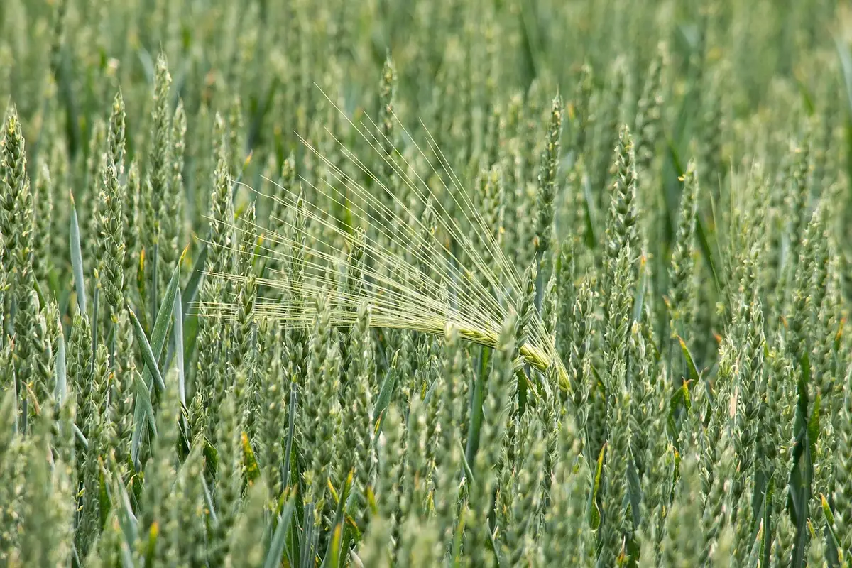 Maquinaria agrícola detenida en un lote embarrado por exceso de lluvia