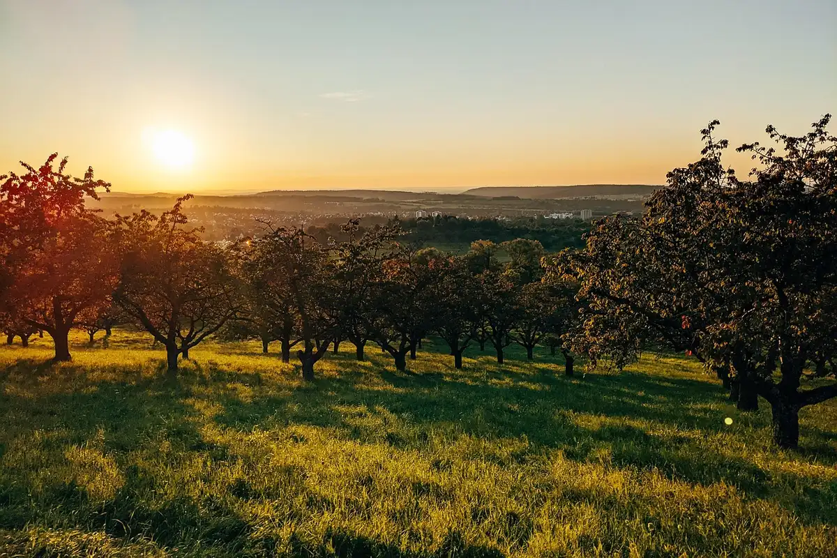 Plantación de árboles jóvenes de pistacho en hileras, paisaje agrícola de llanura con montañas al fondo
