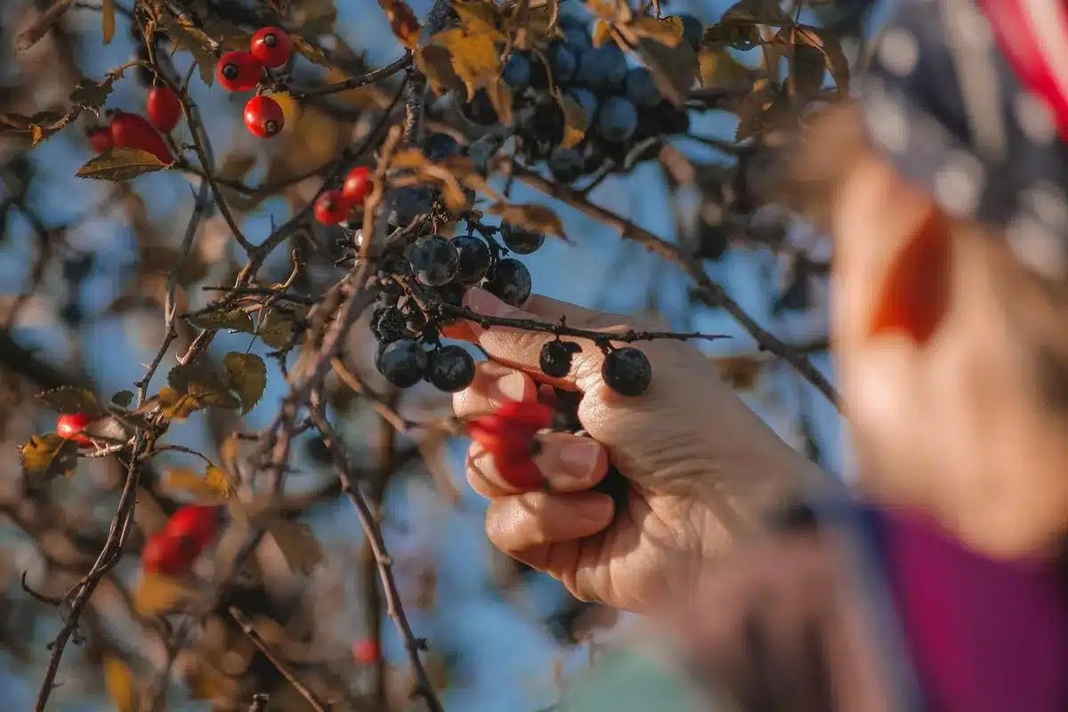 Trabajadores recogiendo fruta en una granja neozelandesa