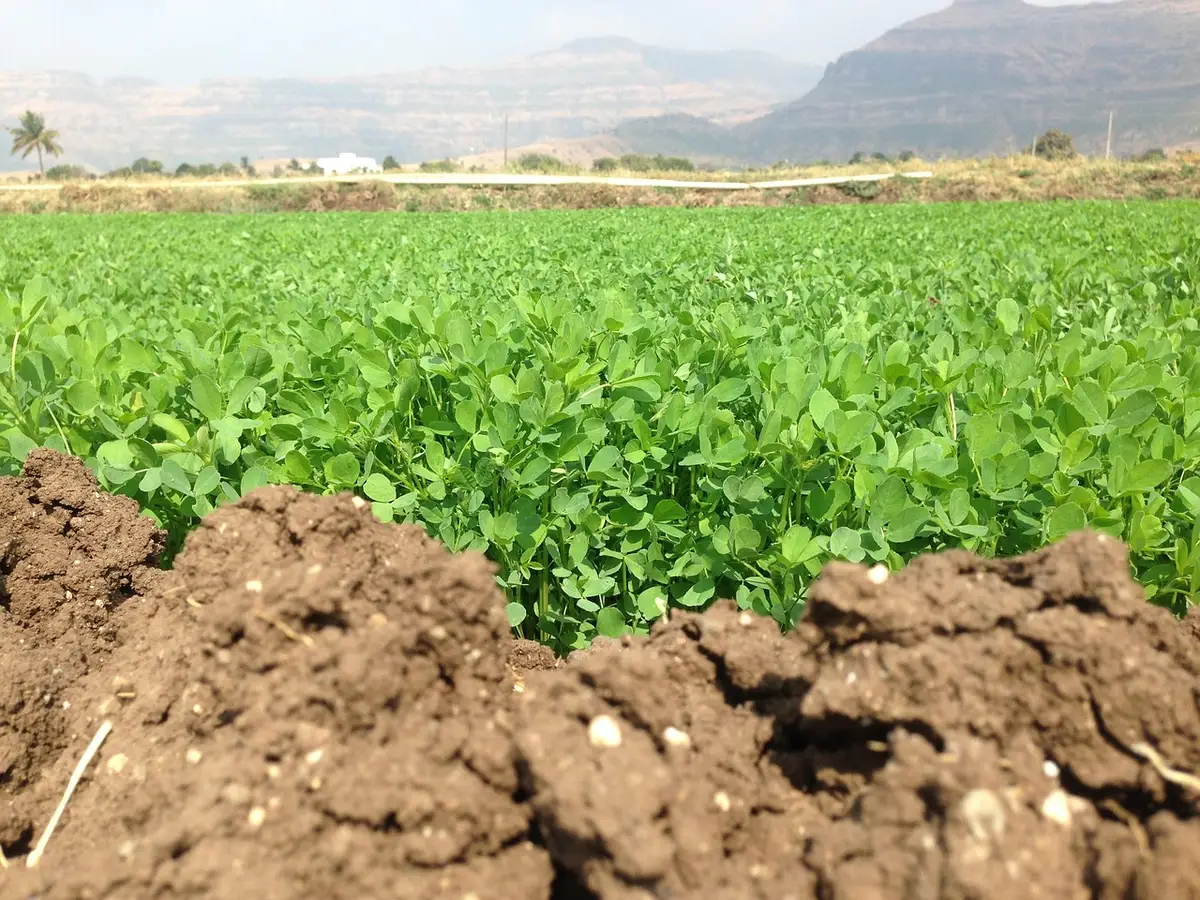 Campo con suelo húmedo y maquinaria agrícola evitando surcos