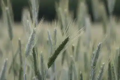 Campos agrícolas inundados bajo cielo nublado, con agua cubriendo las hileras de cultivos.