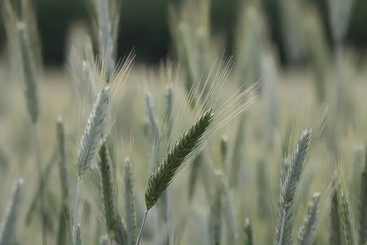 Campos agrícolas inundados bajo cielo nublado, con agua cubriendo las hileras de cultivos.