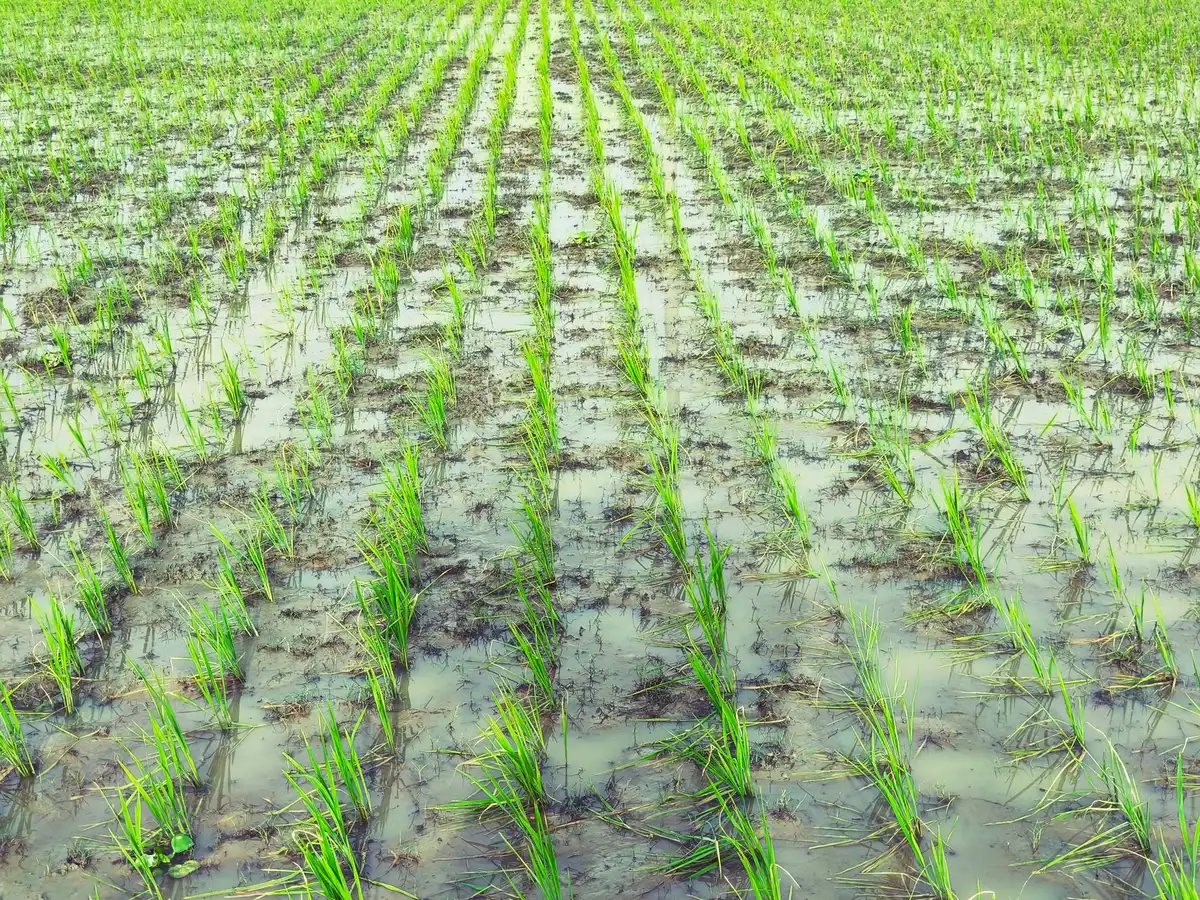 Cultivo de maíz bajo riego con cielo claro en Valle Medio