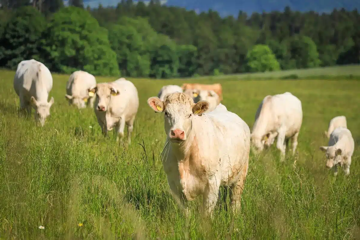Pequeña explotación familiar con un rodeo de vacas en pasto