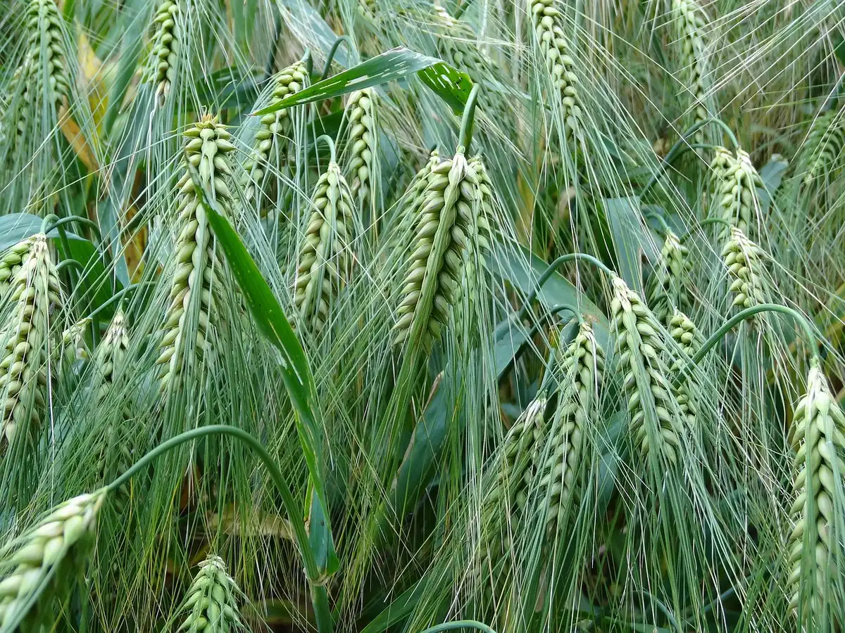 Cultivos afectados por exceso de agua en un campo agrícola