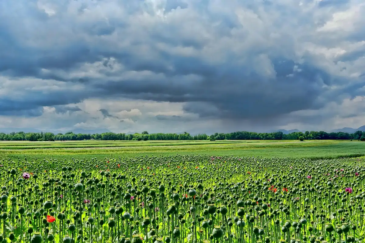 Camino rural con acumulación de agua junto a campos y cielo nublado
